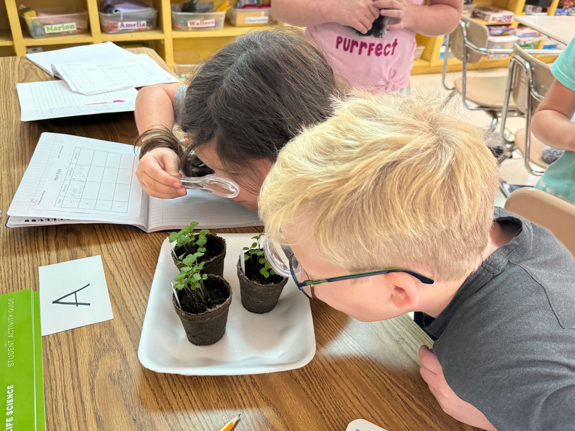 Two children using magnifying glasses to examine seedlings and record their observations